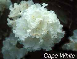 Cape White
