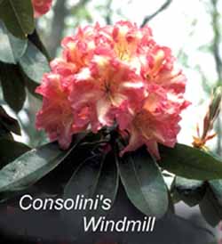 Consolini's Windmill