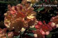 Donna Hardgrove