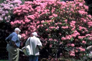 Studying Rhododendrons at Heritage