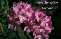 Kluis Sensation x Caroline