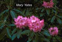 Mary Yates