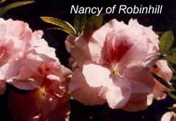 Nancy of Robinhill