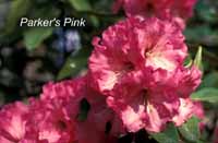 Parker's Pink