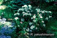 R. yakushimanum