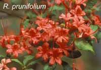prunifolium