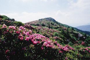 Roan in Bloom