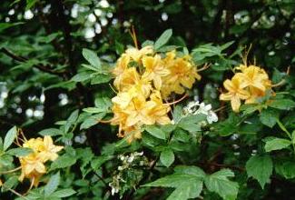  Calewndulaceum variety 'Hooper Copper' with 3-inch flowers