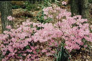 Azalea Big Joe