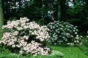 Hardy Gable Rhododendrons 'Cadis' and 'Disca'