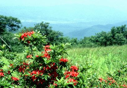 Gregory Bald overlooking Cades Cove