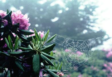 R. catawbiense and Spider Web