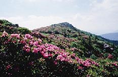 Rhododendrons on Roan